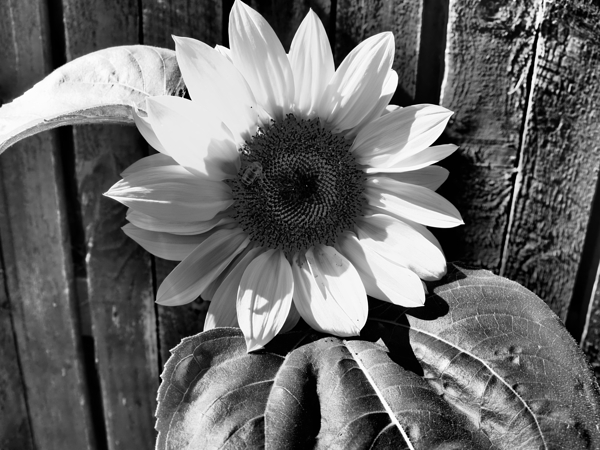 Sunflower with Bee in Black and White                                                                                                                      Print