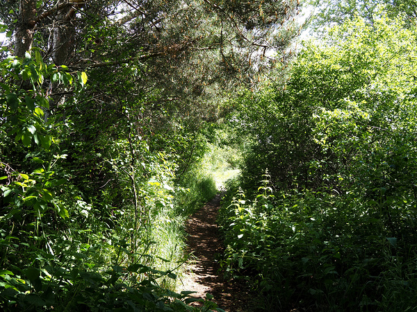 Scottish Highlands Sun Kissed Nature Trail                                                                                                                      Print