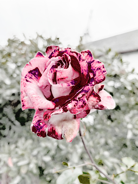 Abstract Rose Garden Print