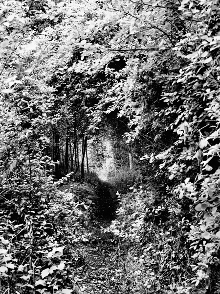 Monochrome Forest through the Scottish Highlands                                                                                                                      Print