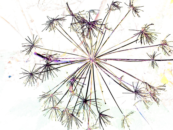 Angelica in the Morning  Print