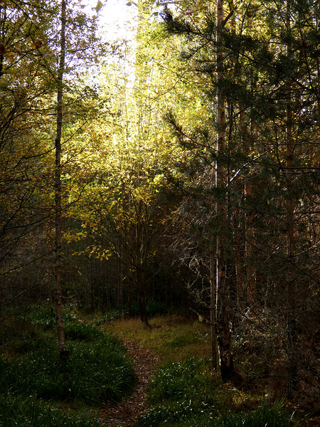 Golden Autumn Light in the Scottish Highlands Print