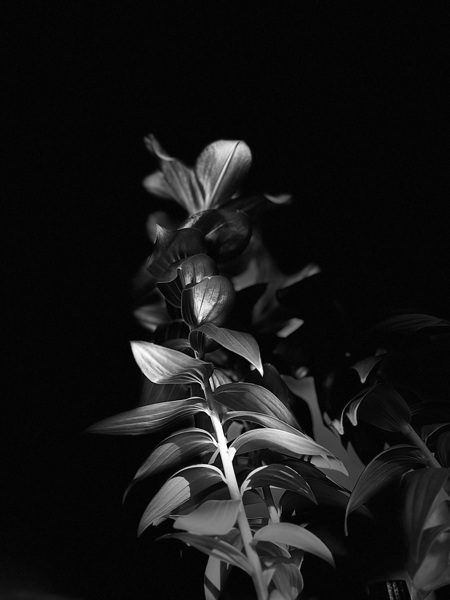 Black and White Lily Flowers Print