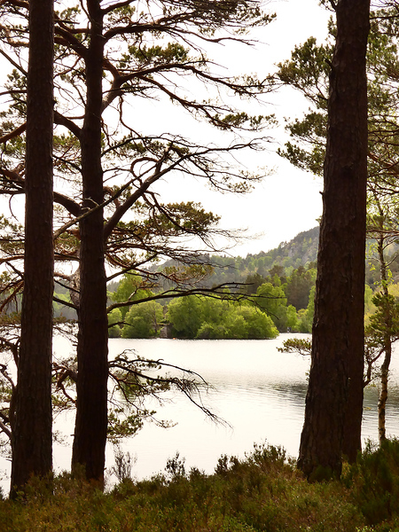 Loch Side View in the Scottish Highlands  Print