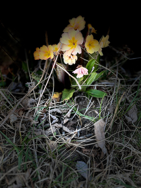 Spring Primroses Print