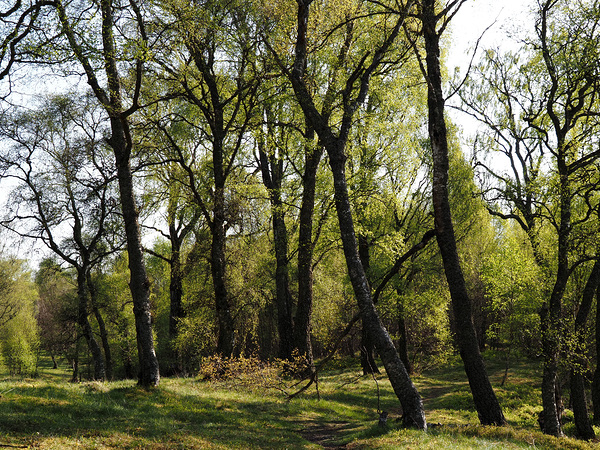 Spring Forest in the Scottish Highlands                                                                                                     Print