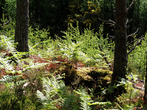 Scottish Highlands Pine and Ferns                                                                                                                      Print