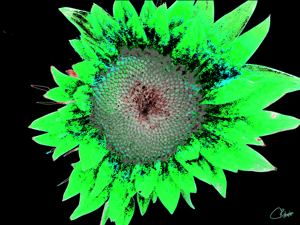 Abstract Green Neon Sunflower  Print