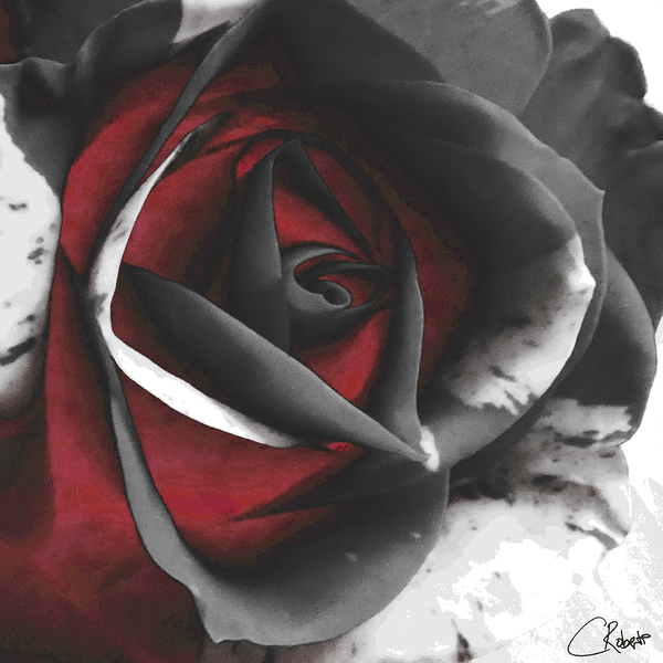 Abstract Dramatic Monochrome Rose Print