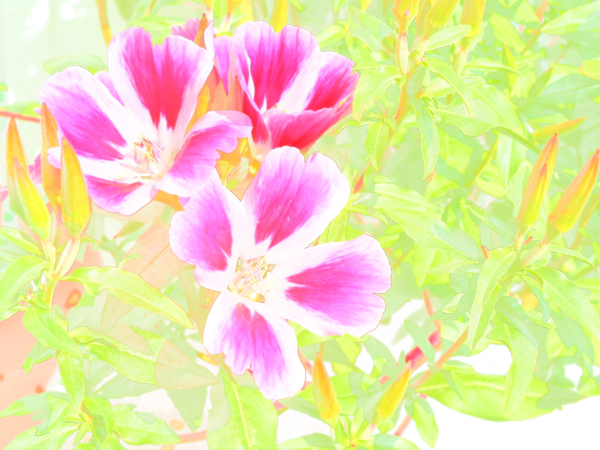  Pink Abstract Summer Flowers                                                                                                                     Print