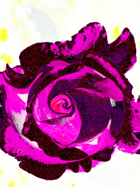 Abstract Pink and Purple Rose Print