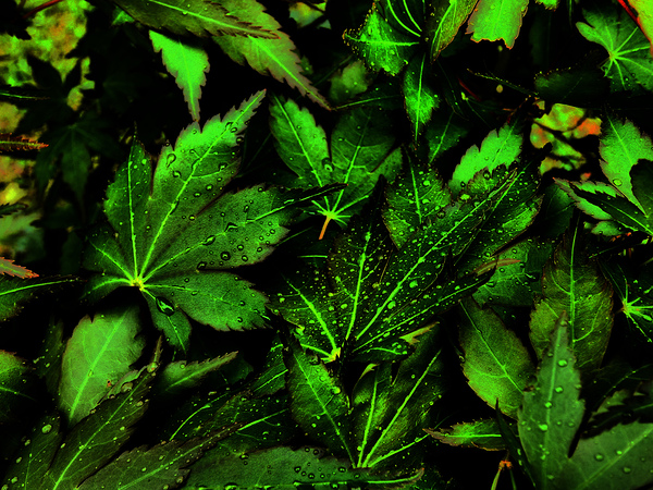  Artistic Autumnal Acer Leaves Too Print