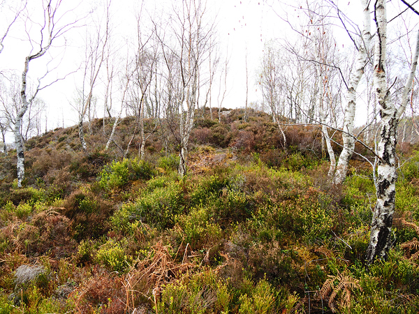  Fairies Wishes in the Scottish Highlands                                                                                                                    Print