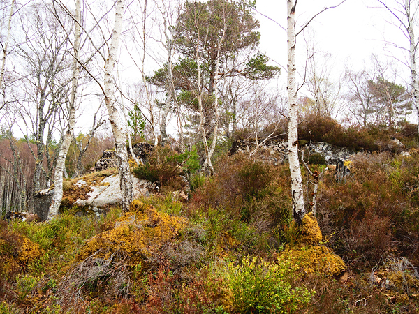   Fairies Delight in the Scottish Highlands                                                                                                                    Print