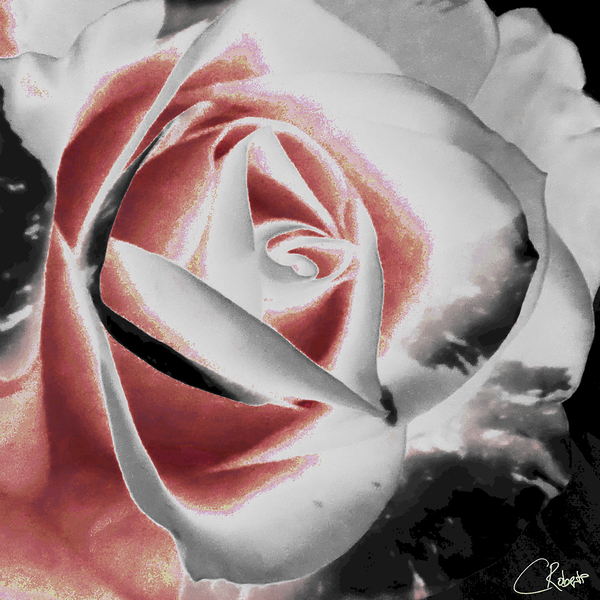 Abstract Vibrant Rose Print