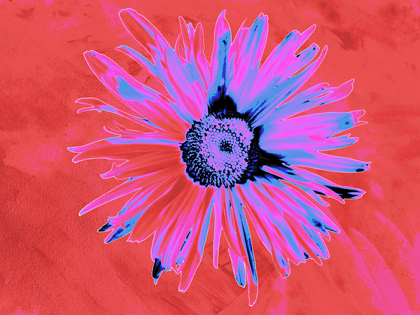Abstract Vibrant Solitary Daisy Flower Print