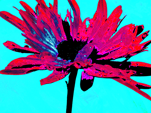 Abstract Pink Daisy on a Light Blue Background Print