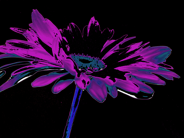Abstract Cool Dark Daisy Print