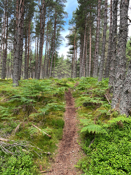 On the Nature Trail in the Scottish Highlands Print