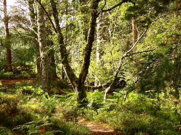 Sunny Nature Path in the Scottish Highlands   Print