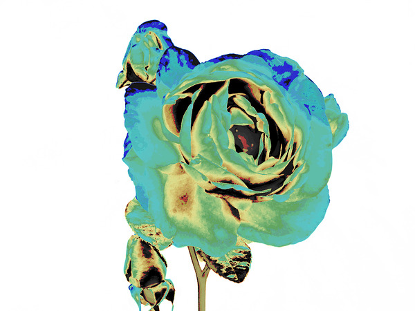 Abstract Cyan and Green Rose Print
