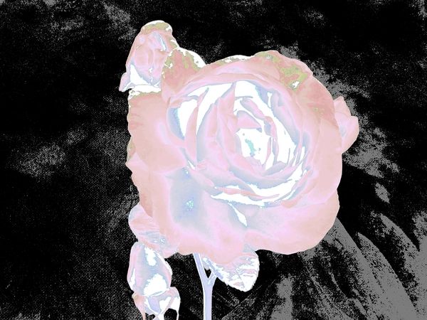 Abstract Ethereal Rose on a Dark Abstract Background  Print