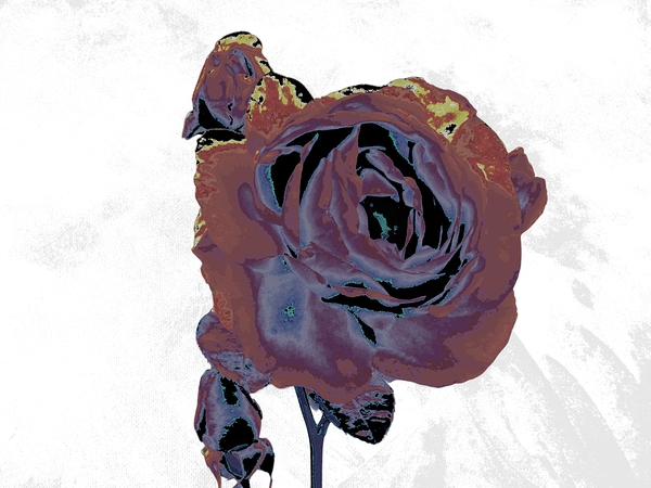 Abstract Dramatic  Rose Print