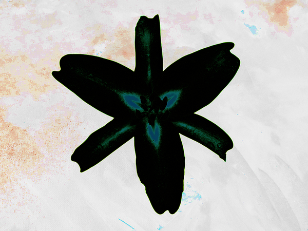  Stunning Abstract Dark Lily Flower  Print