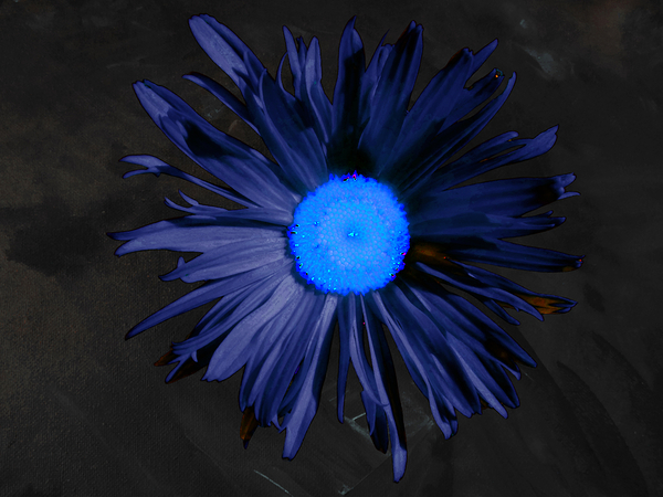  Abstract Blue Centred Daisy on a Dark Background Print