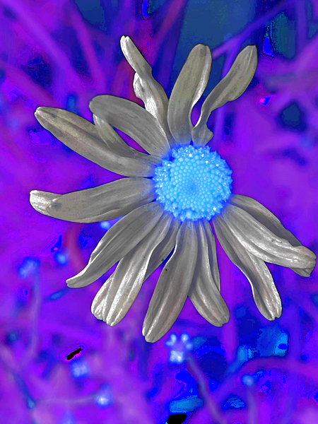  Abstract Colourful Daisy Flower  Print