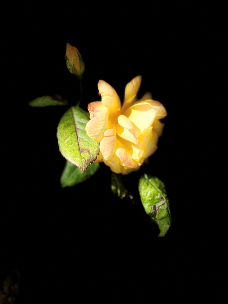  Lovely Yellow Rose on a Dark Background Print