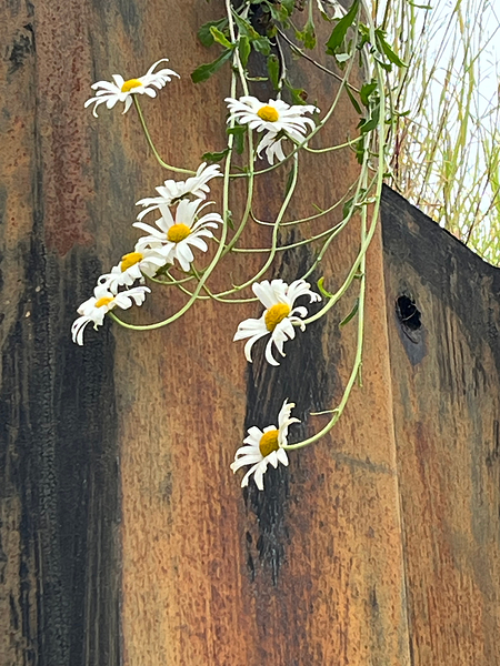  Impressionistic Summer Trailing Daises Print