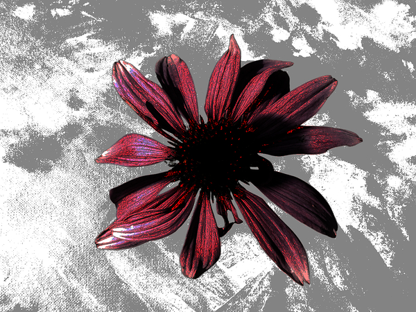 Abstract Textured Maroon Cone Flower Print
