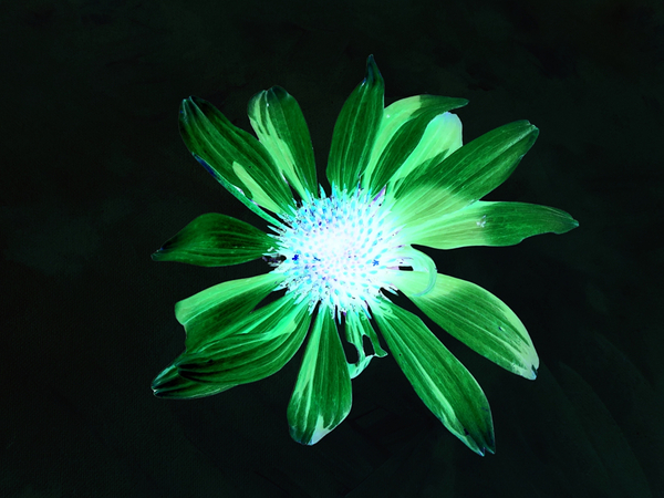 Abstract Green Glowing Cone Flower Print