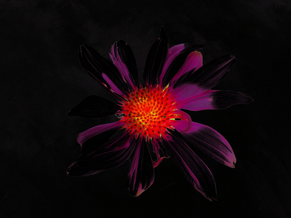 Abstract Single Glowing Cone Flower Print