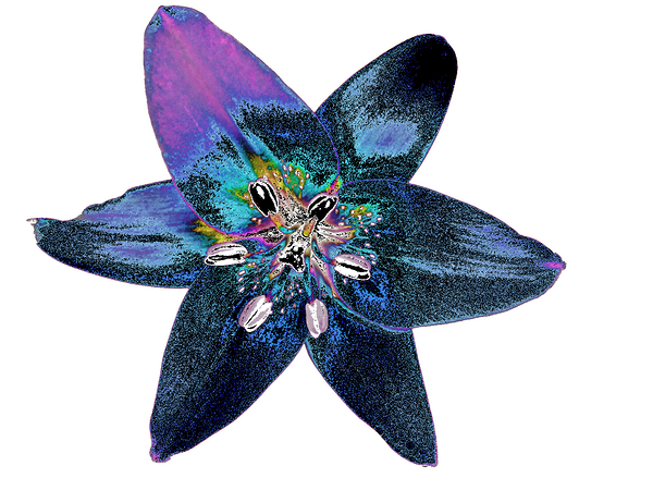 Abstract Awesome Lily Flower Print