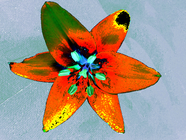 Abstract Vibrantly Coloured Single Lily Flower Print