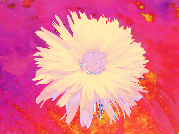 Abstract Vibrant Yellow Daisy Flower  Print
