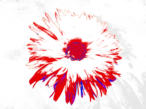 Abstract Red and Blue Daisy on a Pale Abstract Background  Print