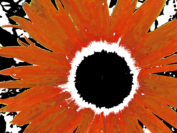 Abstract Orange Daisy Print