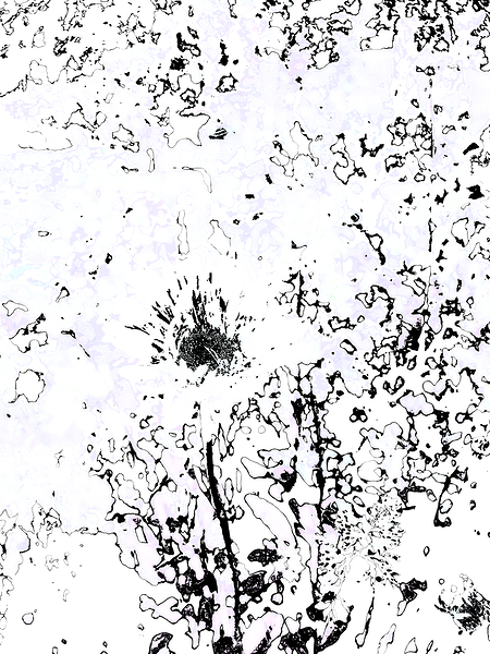 Abstract Monochrome Daisy Flower Print