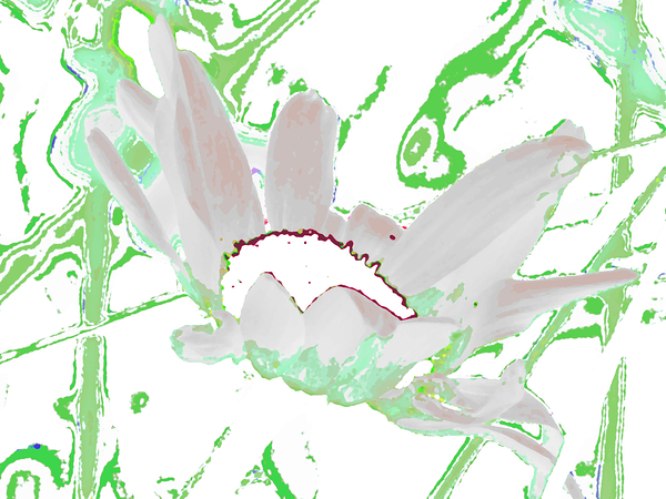 Abstract Green and White Daisy Print