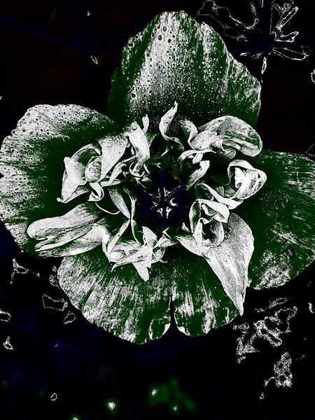 Abstract Dark Poppy Flower Print