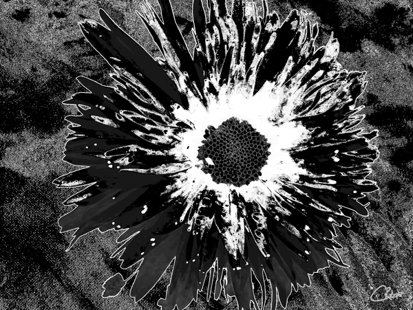 Darkly Monochrome Daisy Flower on a Dark Abstract Background Print
