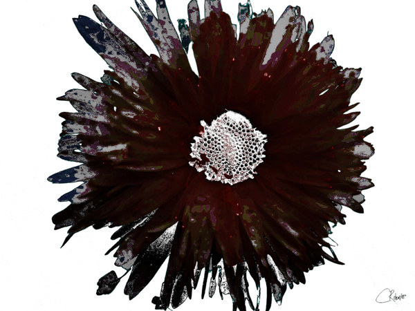 Dark Burgundy Distressed Daisy on  a Pale Abstract Background Print