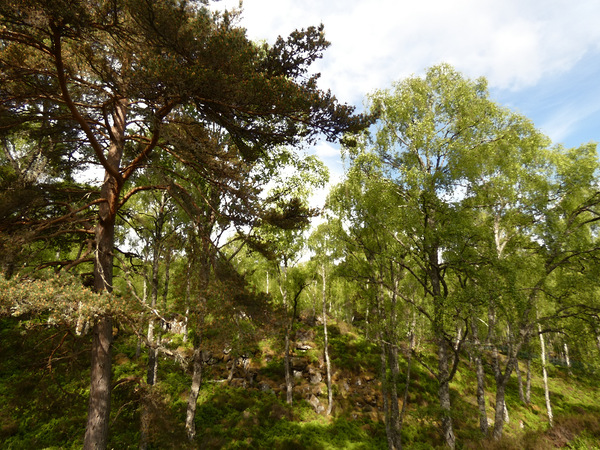 Impressionistic Scottish Highlands Forest   Print