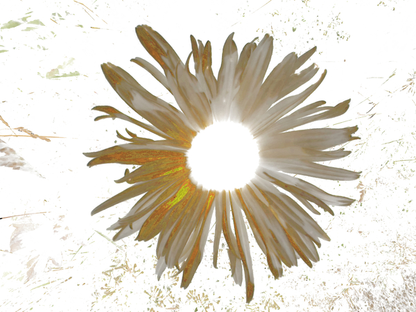 Abstract Daisy Light Star Print