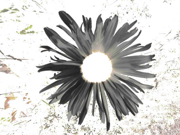 Abstract Dark Daisy Star Light Print