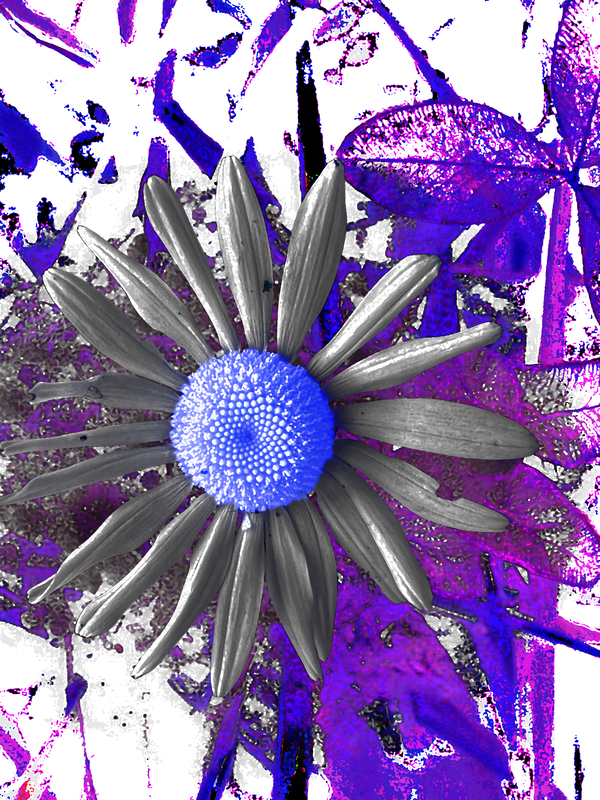 Cool Abstract Grey Daisy Print