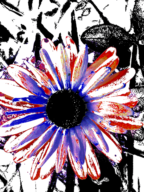 Abstract Vibrant Contrasting Daisy Flower Print
